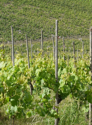 vinyard